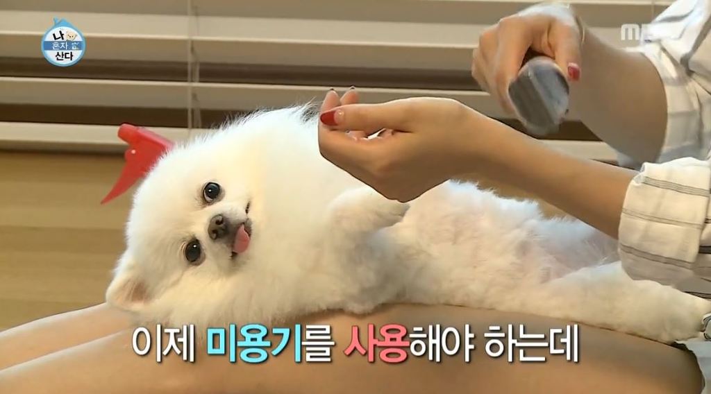 순심이 이미지