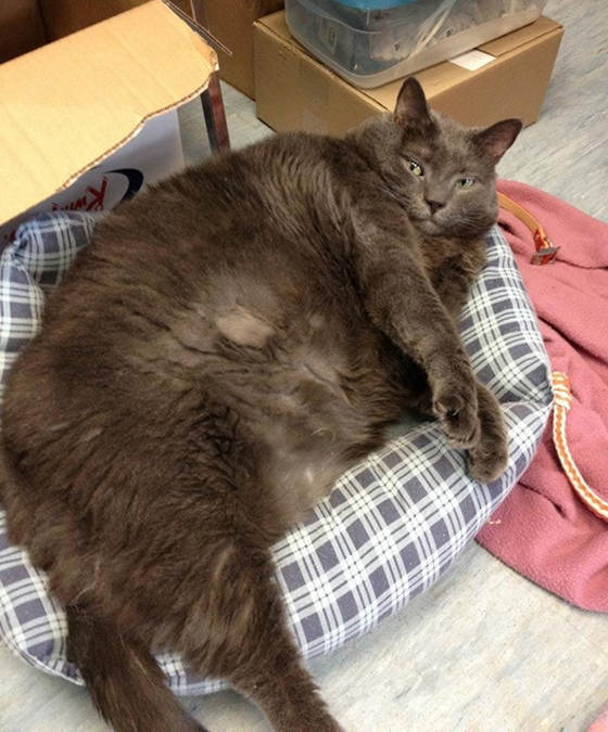  13.6kg 뚱냥이의 좀 쩌는 다이어트 여정 | 인스티즈