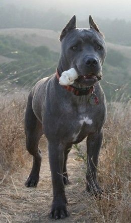 도고(DOGO) 이미지