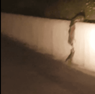 너구리 가족.gif | 인스티즈