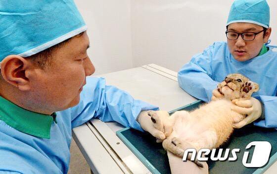 건강검진 받는 에버랜드 아기사자와 기린 | 인스티즈