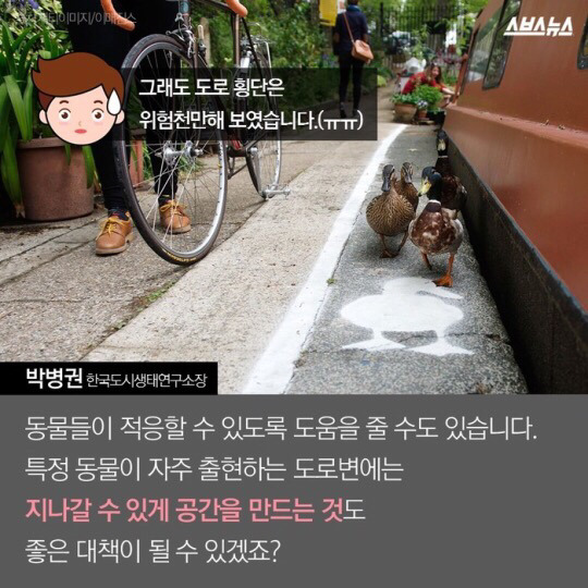 도로를 건너 긴 여정을 떠나는 아기오리와 엄마오리 가족 (심장 폭행) .jpg | 인스티즈