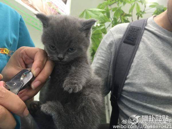 강아지 고양이 자세 | 인스티즈
