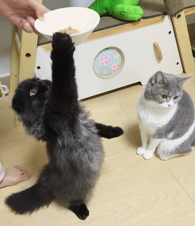 부엉이 닮아서 화제인 - 고양이 ㄷㄷ | 인스티즈