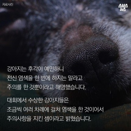 강아지가 도화지야???? | 인스티즈