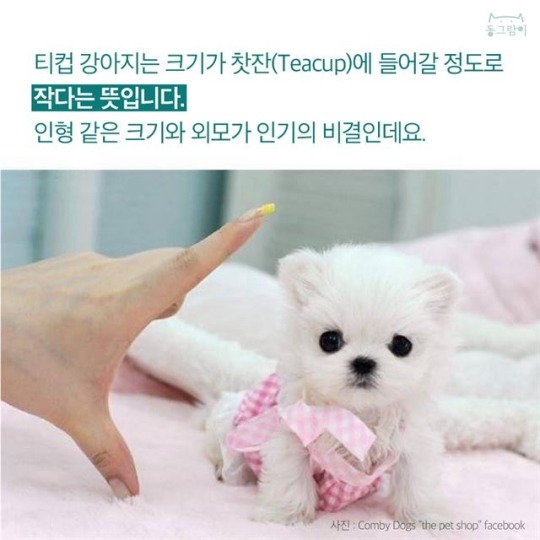  티컵 강아지의 불편한 진실 | 인스티즈