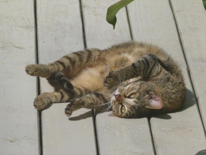보는 이가 평화로워지는 고양이 뒹굴거림 | 인스티즈
