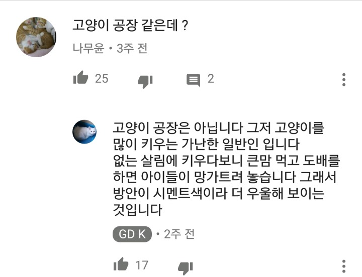 가정집 고양이공장같은 애니머호더 유튜버 봐줘라 | 인스티즈