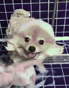 강아지의 목욕 타임.gif | 인스티즈