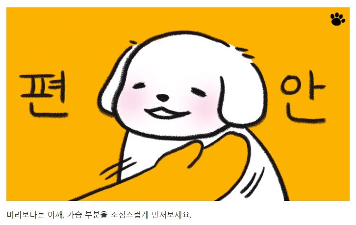 처음 만난 강아지와 인사하는 방법 | 인스티즈