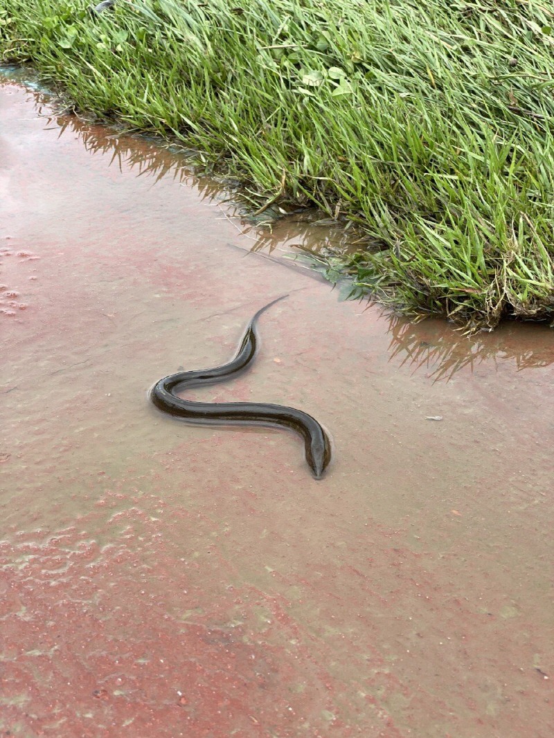 홍수 났던 대전 산책로 근황.jpg | 인스티즈
