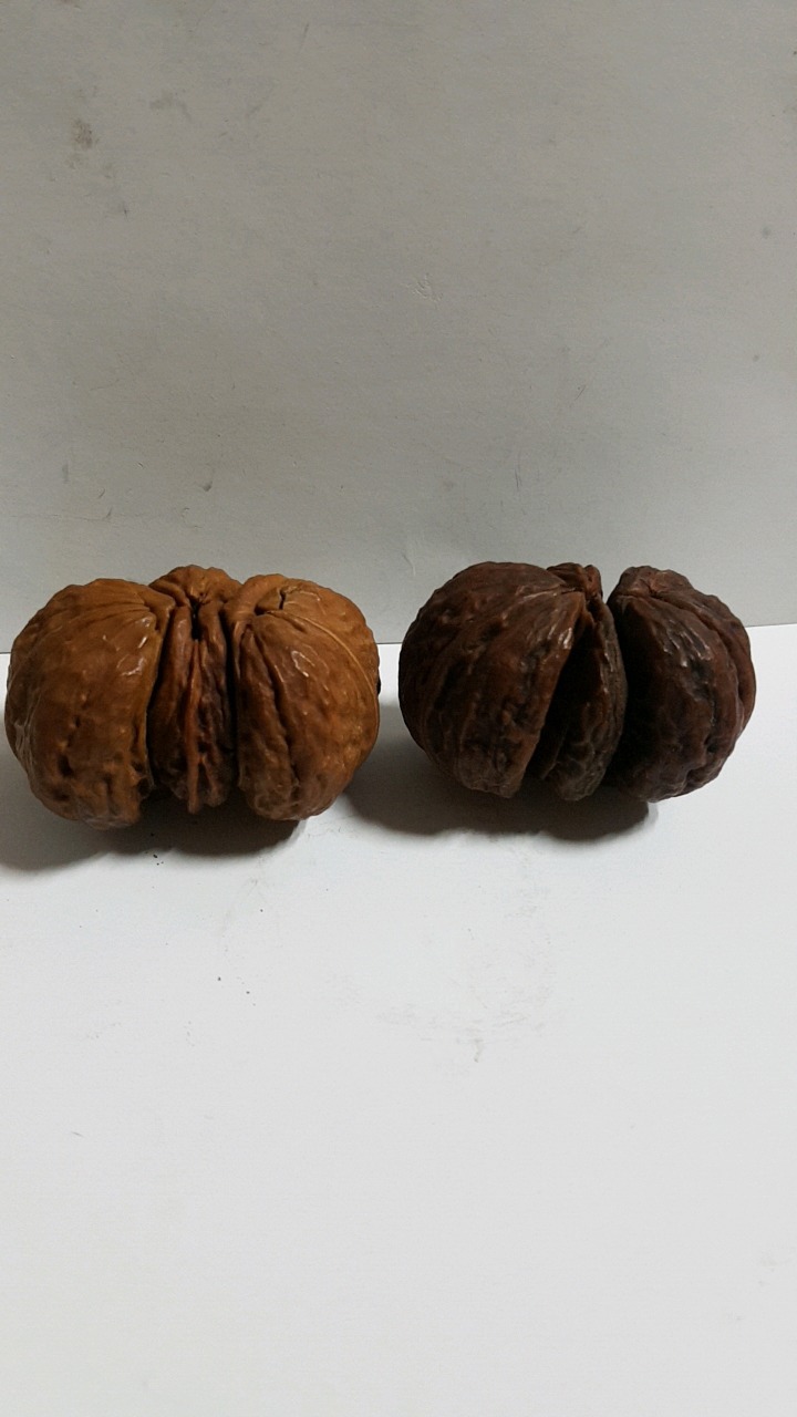 호두형제 이미지