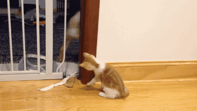문에 끼인 댕댕이와 그걸 본 냥냥이.gif | 인스티즈