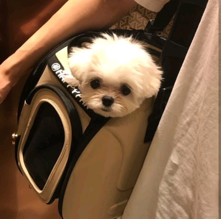 슈퍼주니어 이특이 키우는 반려견 심쿵이.jpg | 인스티즈