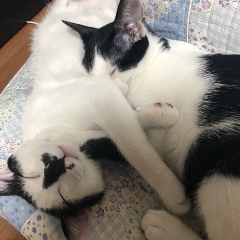 강아지 vs 고양이 | 인스티즈
