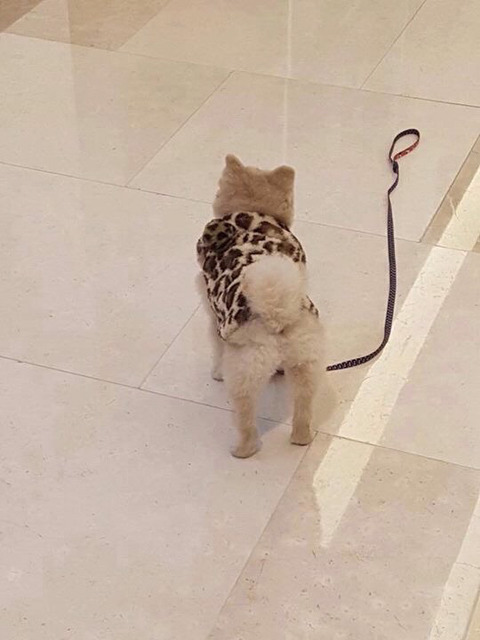 주인새끼가 자기 친구 보더니 목줄 놓고 보러갔다.jpg | 인스티즈