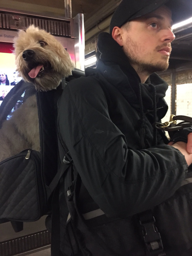 뉴욕에 사는 댕댕이들이 주인과 함께 지하철 타는 법.jpg | 인스티즈