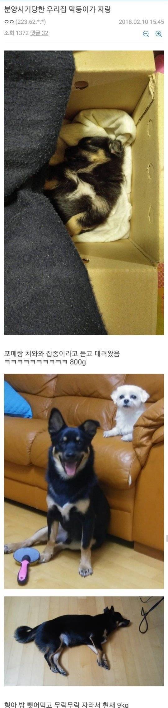 개 분양 사기당한 디씨인 .jpg | 인스티즈