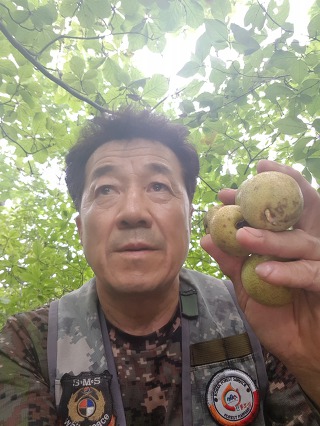 돌배 이미지