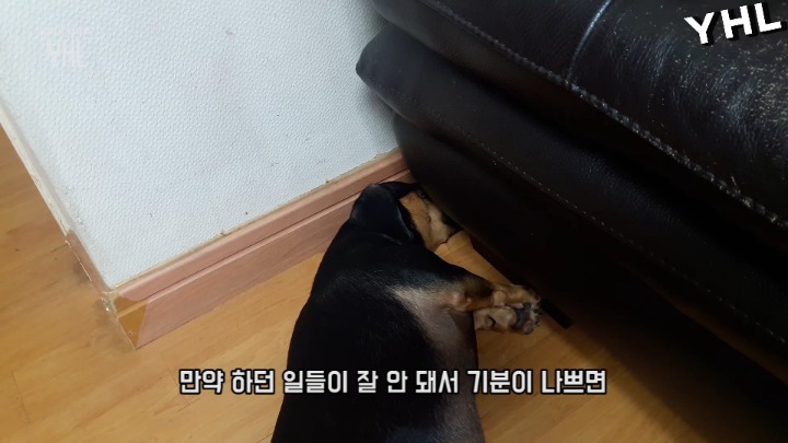 댕댕이 동기부여 영상 | 인스티즈