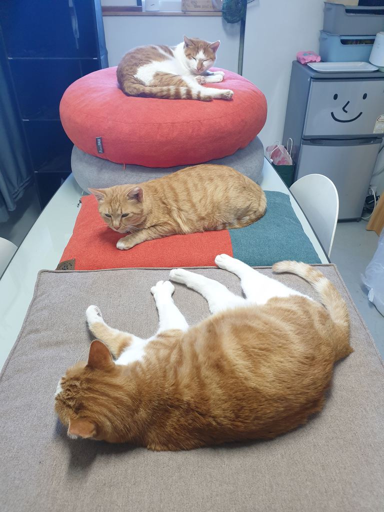 무적의 고양이 노랑이 | 인스티즈