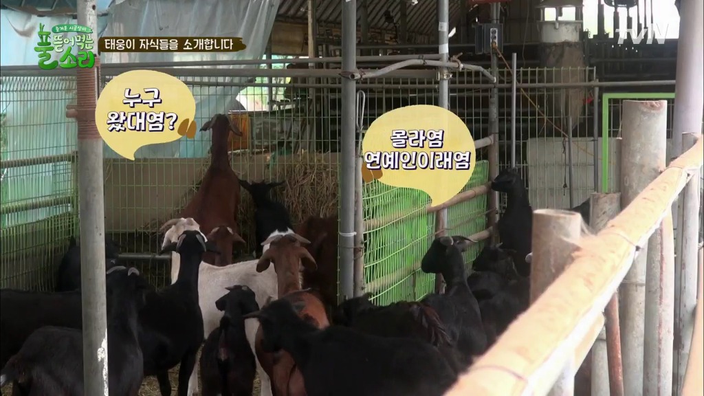 [풀뜯어먹는소리] 닭에서 시작해 소까지 살 수 있게 된 중딩농부 태웅.jpg | 인스티즈