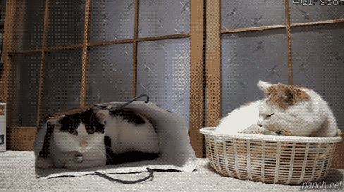 냥아치들.gif | 인스티즈