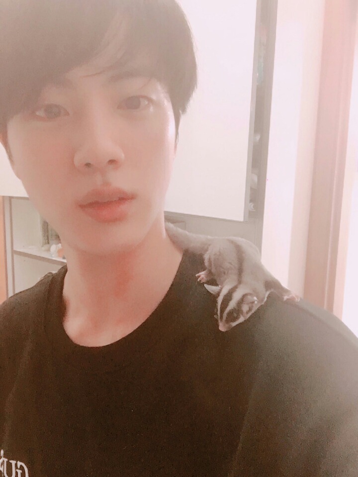 방탄소년단 진이 키우는 슈가글라이더 오뎅이와 어묵이 | 인스티즈