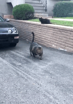 길냥이 레전드.jpgif | 인스티즈