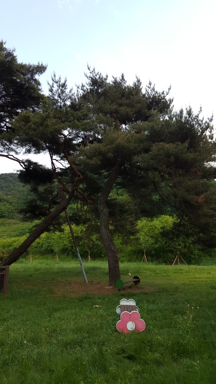 송림(松林) 이미지