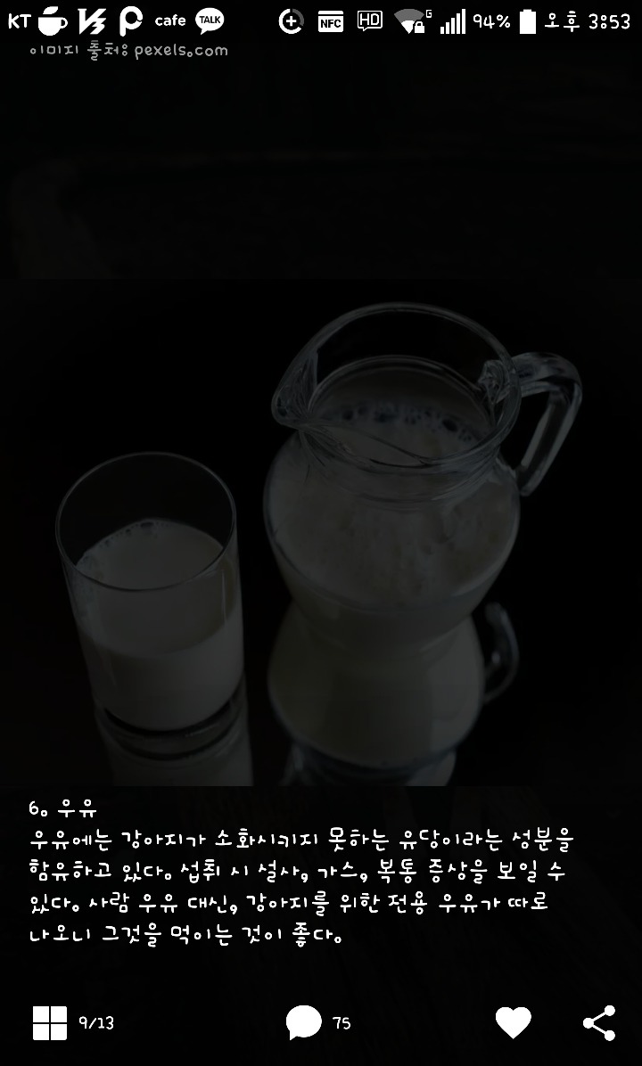 댕댕이가 먹으면 안되는 음식들 | 인스티즈