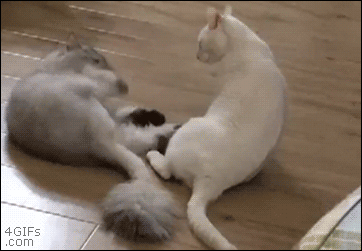 기모아서 때리기.gif | 인스티즈