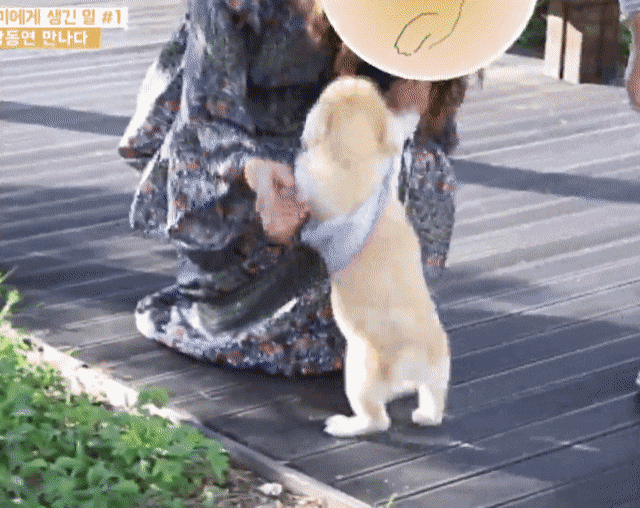집 지키기는 힘들 거 같은 짱절미 | 인스티즈