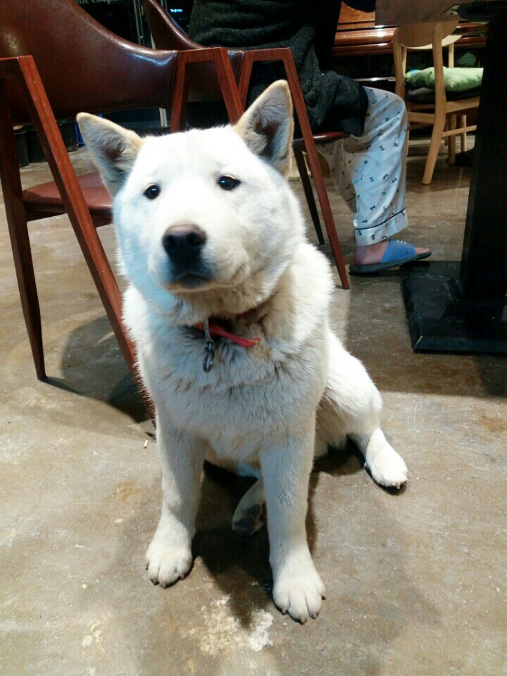 혹시 창녕 매실이 사건알아?부탁이야 우리 백구도 누가데려가버렸어. 나 우리 백구도 이렇게 잃으면 죽어버릴거야. 혹시 우리백구 본사람 임보라도 해줘 부탁 | 인스티즈