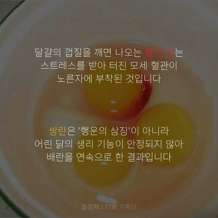 쌍란나왔다고 좋아하지말자 | 인스티즈