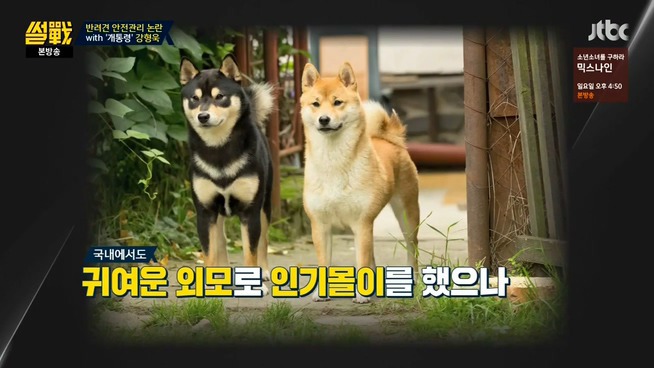 [썰전] 시바견 | 인스티즈