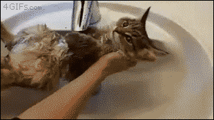 목욕하는 고양이.gif | 인스티즈