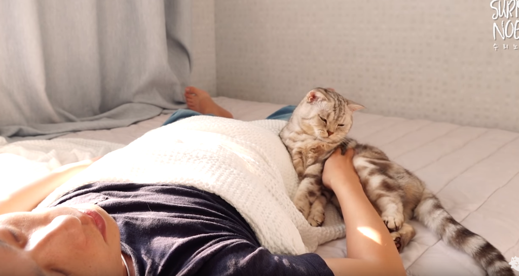 인터넷 랜선 냥이 집사들의 로망 | 인스티즈