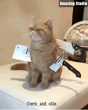 할로윈 냐옹이.gif | 인스티즈