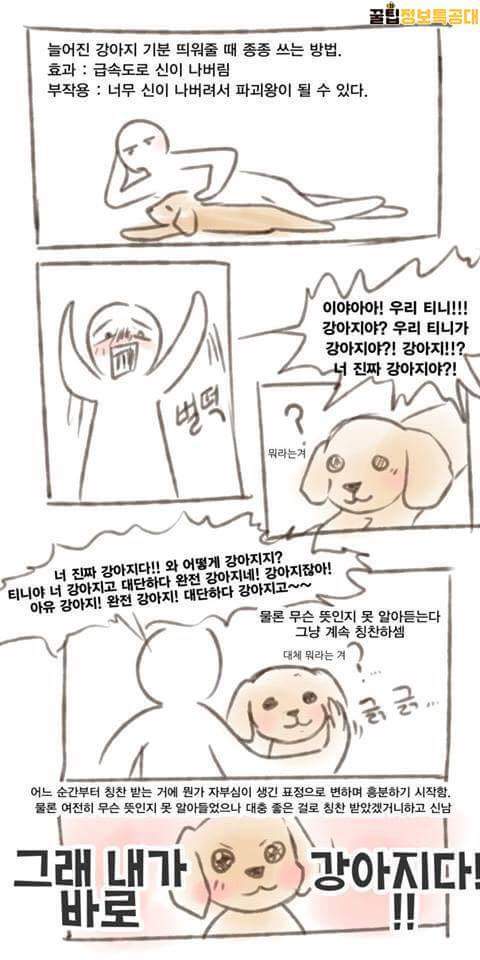 강아지 기분 업 시키는 꿀팁 | 인스티즈
