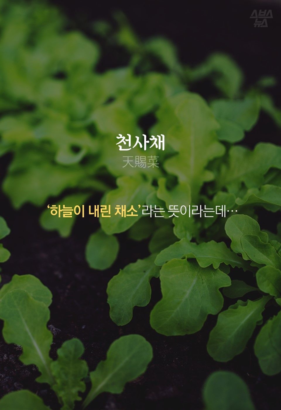 회 밑에 까는 '천사채' 먹어도 될까?…개발자에게 물어봤다 | 인스티즈