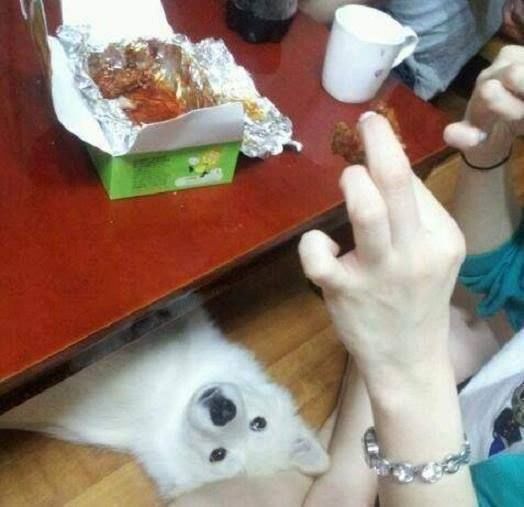 개가 치킨먹고 싶어하는 만화.jpg | 인스티즈