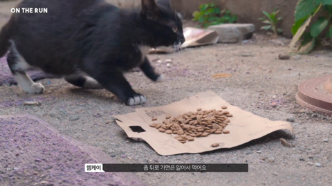 망원동 고양이 밥을 책임지고 있는 아이돌 | 인스티즈