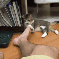 발냄새를 맡은 고양이.gif | 인스티즈