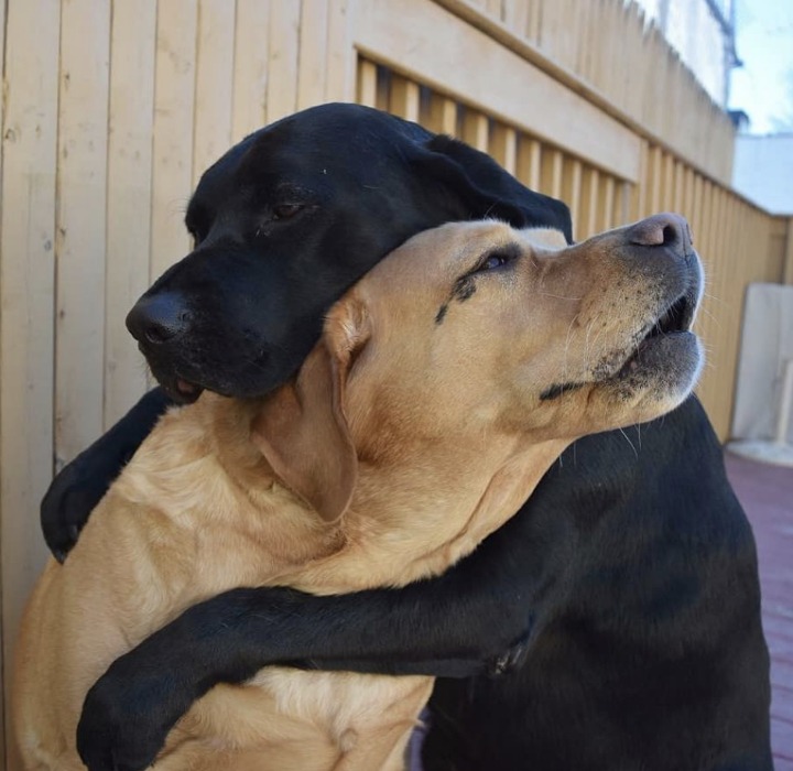 개와 고양이.jpg | 인스티즈