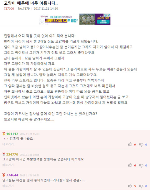 고양이 때문에 고민 입니다... | 인스티즈
