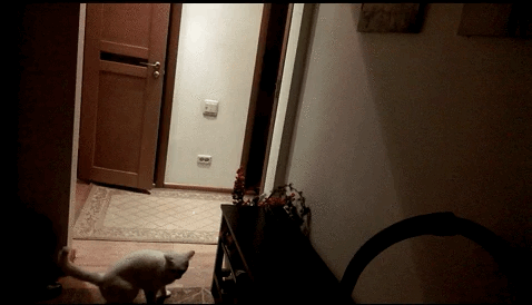 냥이 활용법.gif | 인스티즈