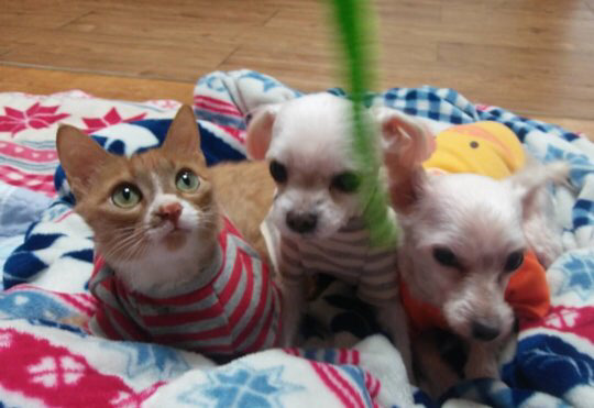 제발 한번만 봐주라,,,😢 유기됐던 댕냥이들과 함께 사는 박옥래 할머님이 많이 힘드셔 | 인스티즈