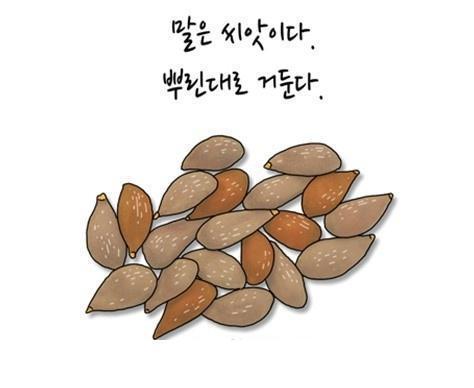 씨앗 이미지