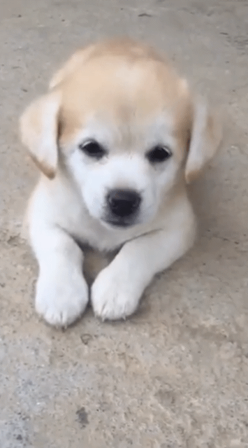 하품하는 짱절미.gif | 인스티즈